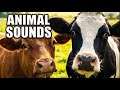 A to Z Animal Sounds for Kids | Learn ABC Animals | Tiny IshaRyn Learning