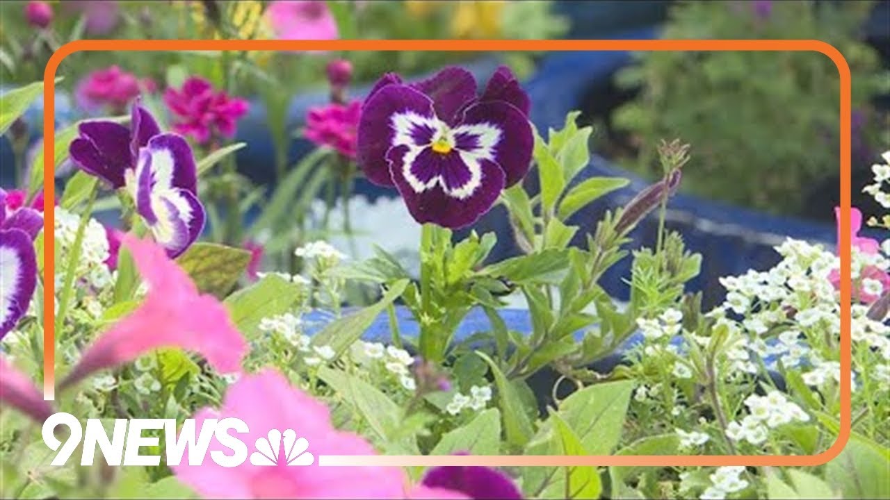 Proctor's Garden: Gardening tasks for early June - YouTube