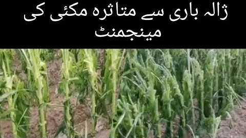 corn crop management after hail storm and heavy rains