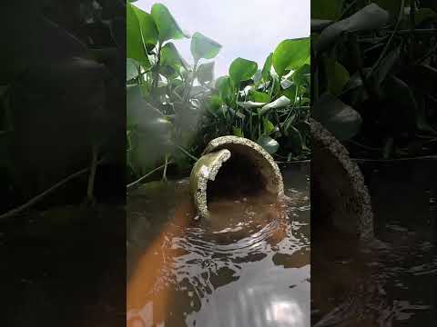 Sinh tồn trển bàn địa hình vụng bèo sông đáy #caođàitổng #fishing
