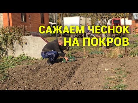 Покров день мы сажаем чеснок