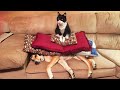 Best DOG Videos Ever!! 🐶 (Compilation of Goofy Doggos) 🐶