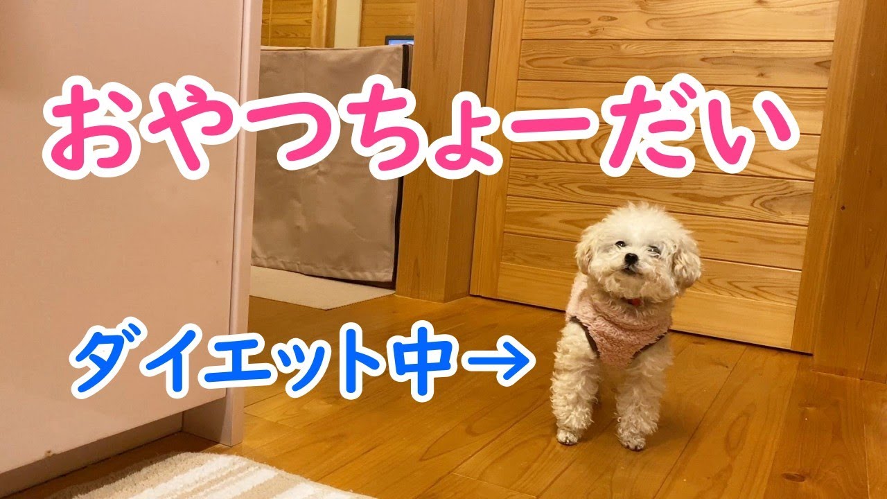 ダイエット中の犬はとってもしつこい Youtube