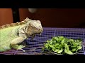 Top 5 Exotic Pet in India