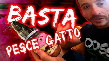 Come nuota il pesce gatto?