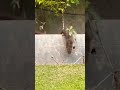 Otters Playing