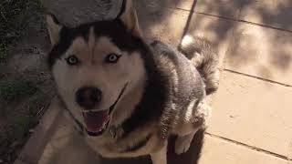 #huskiesterra, #husky, #хаски Украли воду у Европы и Дегельминтизация собак #huskiesterra, #husky, #хаски Украли воду у Европы и Дегельминтизация собак