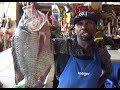 SAMAKI AINA YA SATO MWENYE UZITO MKUBWA AWA KIVUTIO SOKO KUU LA MUSOMA WATEJA WAMGOMBANIA SAMAKI AINA YA SATO MWENYE UZITO MKUBWA AWA KIVUTIO SOKO KUU LA MUSOMA WATEJA WAMGOMBANIA