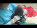 Kamoli  baby gorilla at columbus zoo