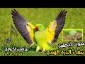صوت الحفيز ببغاء الذرة الهندي بيروش اكولاي 