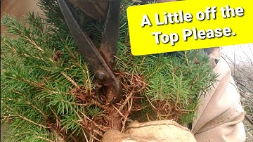 Pruning Dwarf Spruce | Tamamono with Bamboo