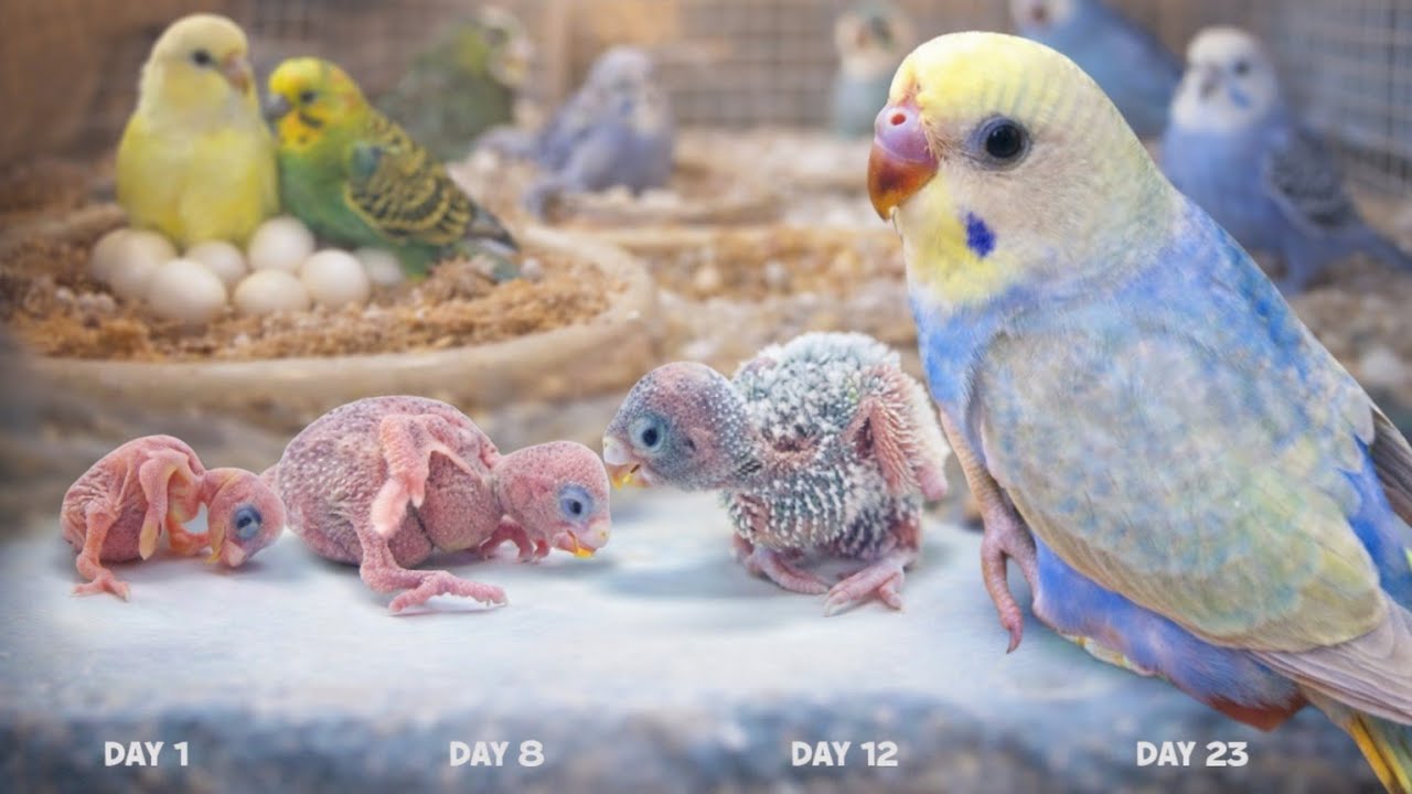 Как я узнаю возраст своего волнистого попугайчика (большинство людей ошибаются!) #маленькийволнис...