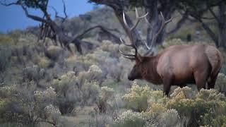 Elk Rut Bugling at Mamoth Hot Springs, Yellowstone National Park