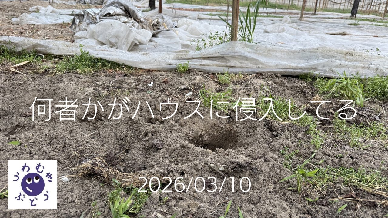 #346 ハウス内になんかきてるな