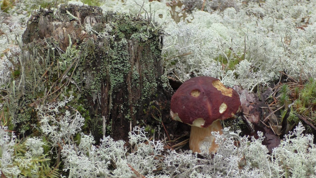 Поездка в лес за белыми грибами. - YouTube