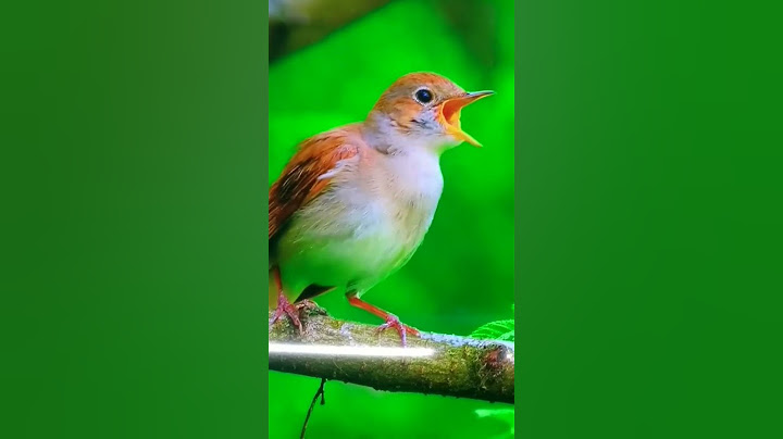 4k Video | UHD