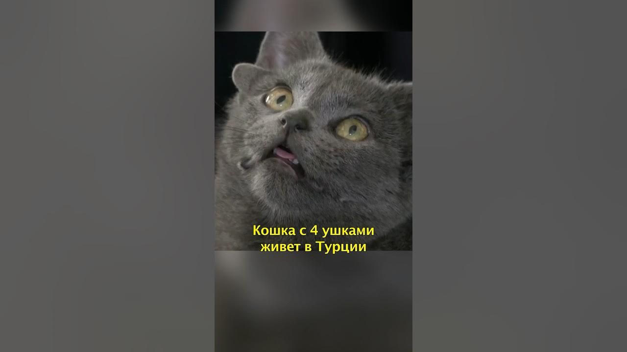 4 рта 4 уха. Юля кошка. Барс тик ток. Sky super Cat. Кот из тик тока с Кривой мордой.