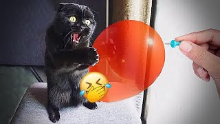 😅🤣 Best Cats Videos 😆🤣 Funniest Animals 2024 # 7