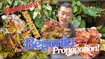 Easy Begonia Propagation and Care Tips | Water + Moss Leaf Cutting (With Satisfying Updates!)