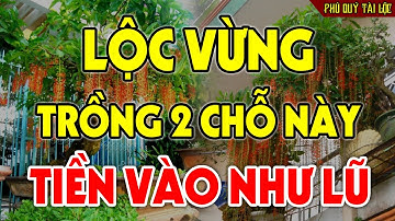ĐỔI ĐỜI GIÀU SANG Nhờ Trồng CÂY LỘC VỪNG Ở 2 Chỗ Này, GÁNH TÀI LỘC VÀO NHÀ Tiền Vàng Ùn Ùn Kéo Đến