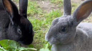 Cutest bunnies ever