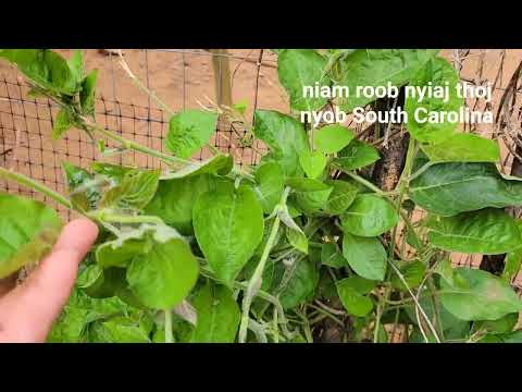 Video: Malabar Spinach Cog - Yuav Ua Li Cas Loj hlob Malabar Spinach
