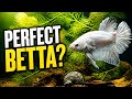 Black Dragon Betta vs Baby Guppies: The Unexpected Result!