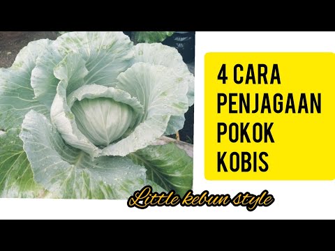 Video: Kubis Hiasan. Penjagaan