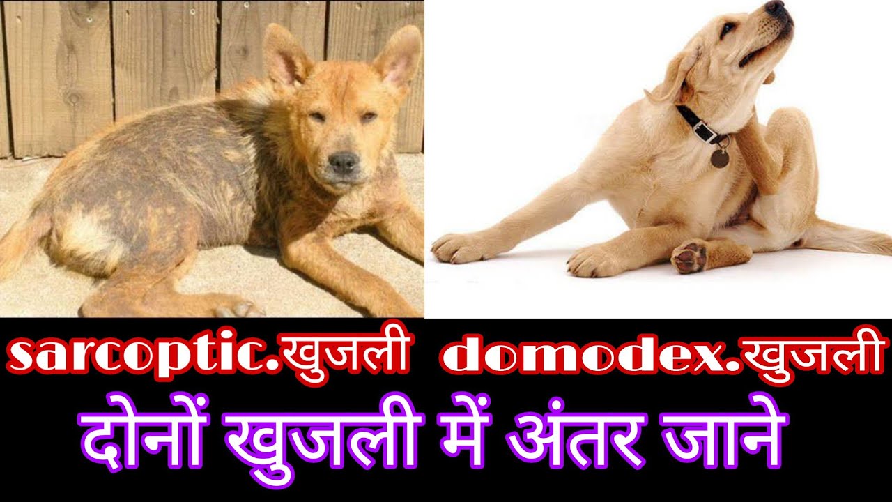 Dog ki khujli ka ilaj ।। कुत्ते की खुजली के घरेलू उपाय ।। episode 2