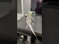 おしゃべりをするオカメインコのふーさん♪③