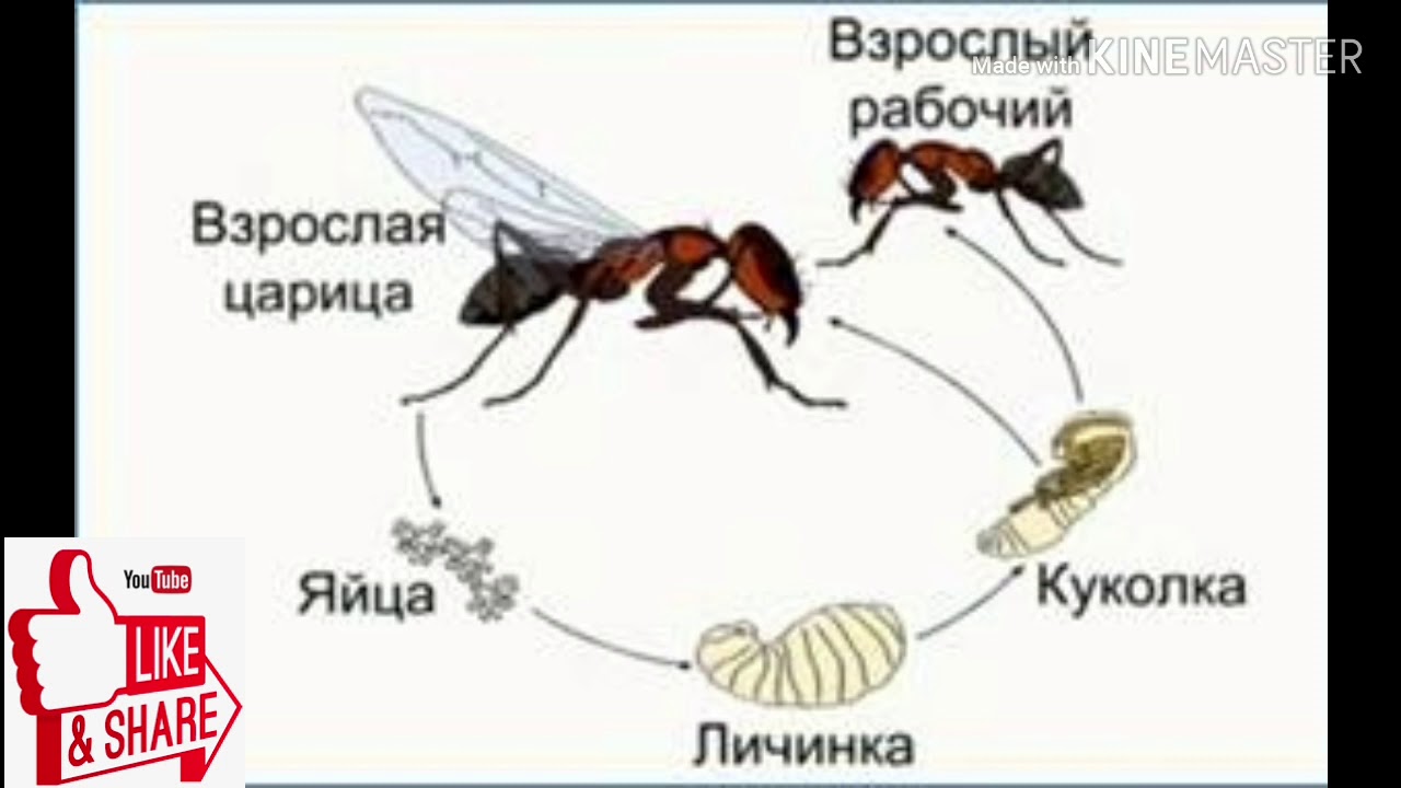 Какой тип развития характерен для муравья