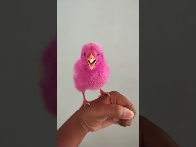 #pink colour chick class=