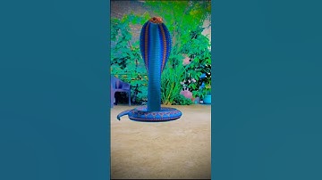 Anaconda Snake in real life P10#shorts#snake #python #snakes #nagin#anaconda #bigsnake #viralVideo