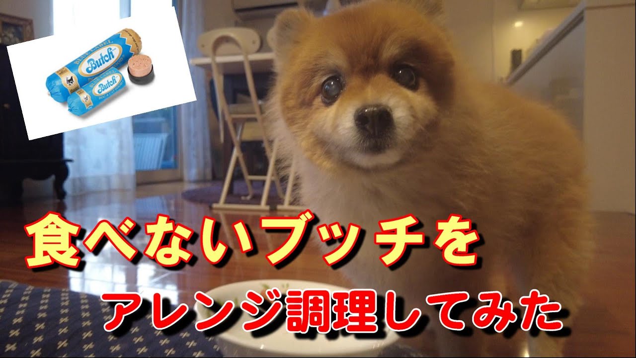 そのままじゃ食べてくれないブッチを調理してみたら ポメラニアン ポン太15歳の反応は Youtube