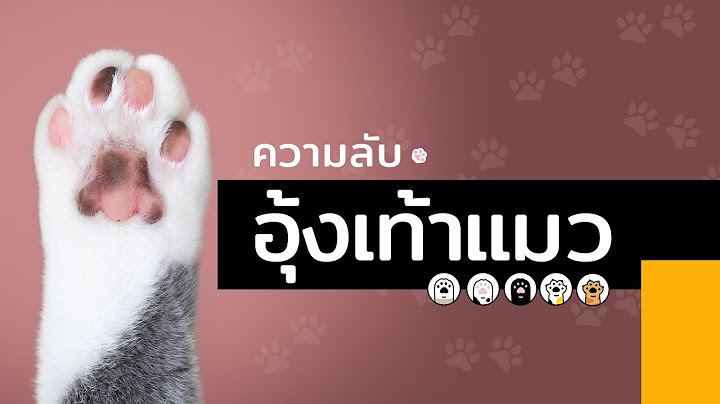 ความลับ ของ "อุ้งเท้าแมว"