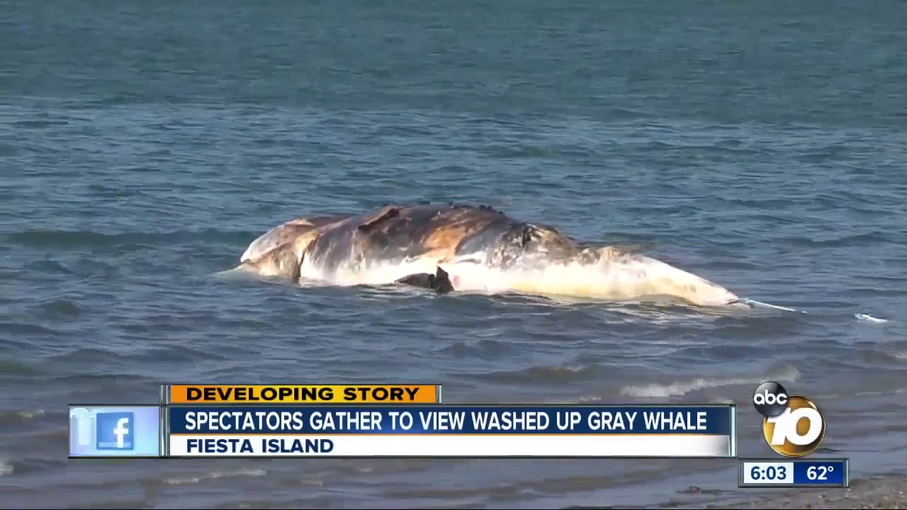 Whale Washes Up On Coast YouTube Whale Washes Up On Coast YouTube