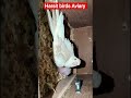 Harsit birds Aviary#Lovebirds#sunkannur#talkingparot #shorts