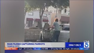 Man caught on camera capturing parrots