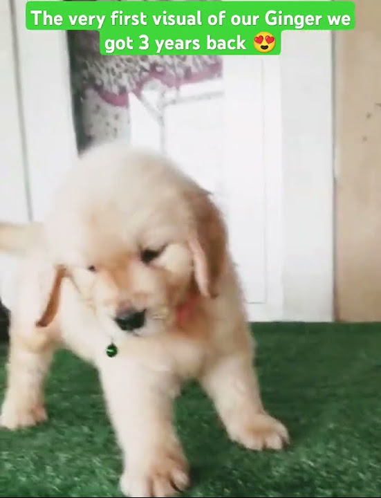 I Love This Waste Of Time puppy firstlove firstpet i-love-this-waste-of-time-puppy-firstlove-firstpet