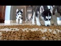 Husky Puppies FUNNY Feeding Frenzy!