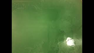 「花王バブ　薬用メディキュア」完全溶解まで。