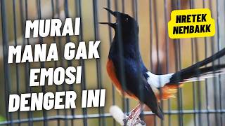 MURAI BATU GACOR FULL ISIAN TEMBAKAN MEWAH SANGAT AMPUH MELATIH MURAI BATU BONGKAR ISIAN
