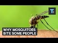 Why mosquitoes bite some people