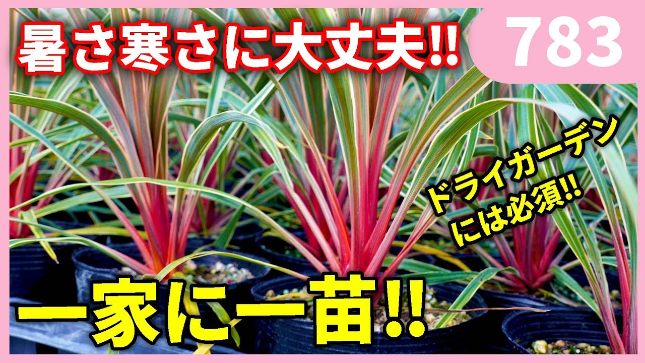 Essential for dry gardens! Recommended Cordyline by Gardening