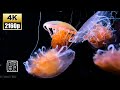Support to Sleep Nature Sound 4K UHD, 24/7  Black Seanettle Jellies.