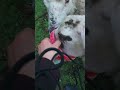 The best way to call the sheep🌽