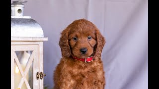 Mini Irish Doodle Puppies for Sale
