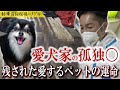 【閲覧注意】亡くなった後も悲しむ愛犬家の孤独〇『ペットに対する義務と責任とは』|遺品整理士/特殊清掃