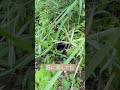 黒い生物