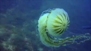 Medusa aguamar gigante (Chrysaora hysoscella)  Giant compass jellyfish